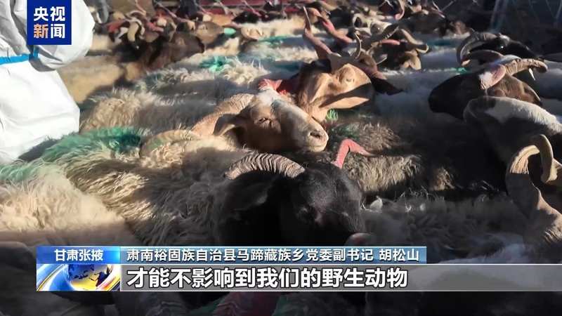  新春走基层丨下山借牧还交上了朋友 这趟“冬牧”值了 新闻