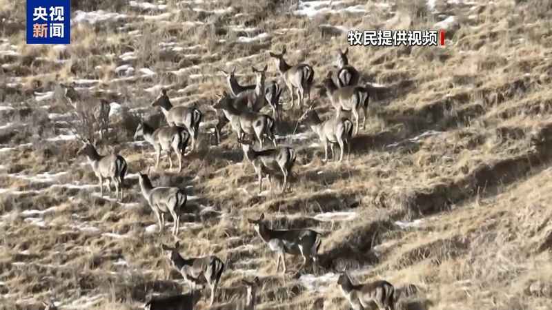  新春走基层丨下山借牧还交上了朋友 这趟“冬牧”值了 新闻