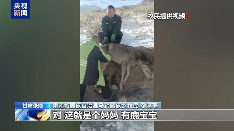  新春走基层丨下山借牧还交上了朋友 这趟“冬牧”值了 新闻