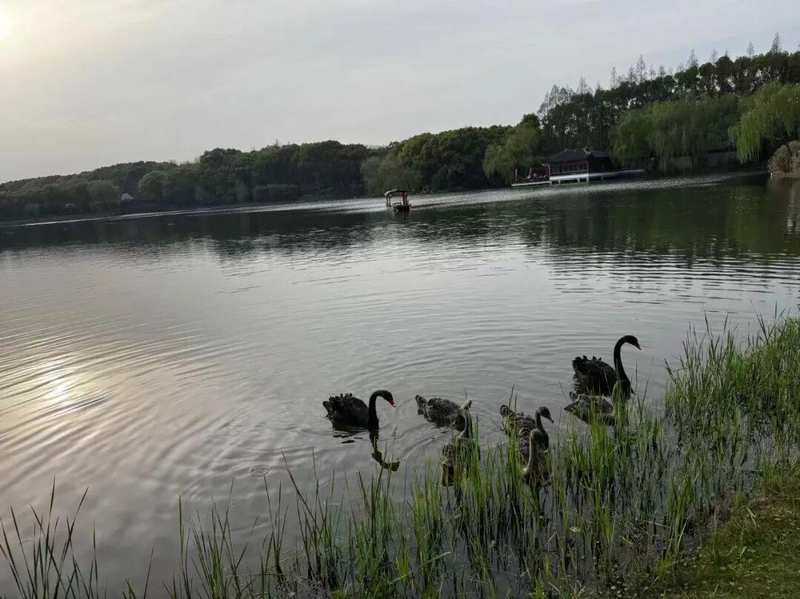  宁王41亿重仓中恒电气：一场算电协同时代的精准卡位战 股票财经