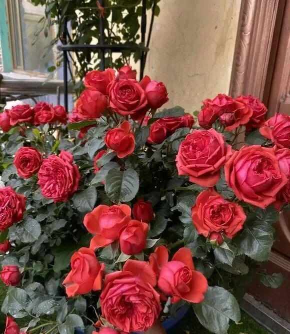  肥水循环系统的技术拆解：让盆栽开花量实现指数级增长的底层逻辑 新闻