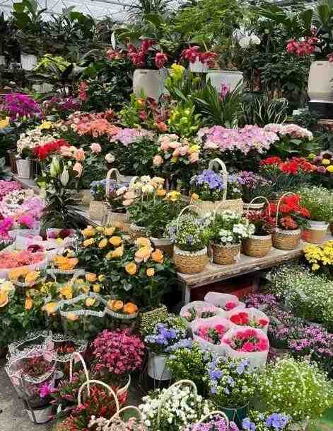  肥水循环系统的技术拆解：让盆栽开花量实现指数级增长的底层逻辑 新闻