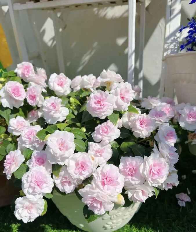  肥水循环系统的技术拆解：让盆栽开花量实现指数级增长的底层逻辑 新闻